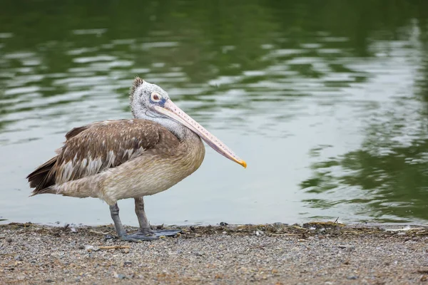 Great Pelican Bird Rest River — Stock Photo, Image