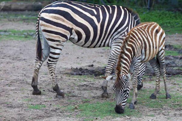 Family Burchell Zebra Standing National Park — Stock Photo, Image