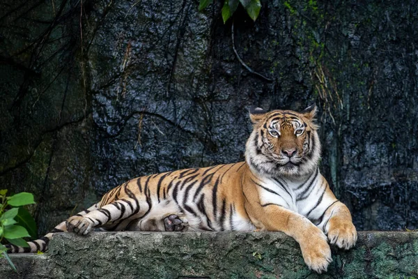 Närbild Bengaliska Tigern Sitta Ner — Stockfoto