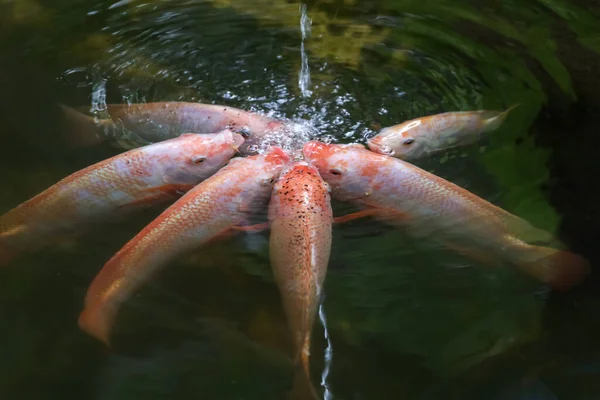 Group Tilapia Fish Eat Water River — Stock Photo, Image