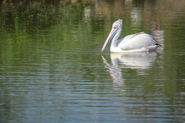 Der Große Weiße Pelikan Fluss — Stockfoto