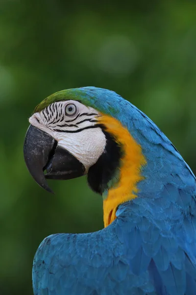 Κοντινό Κεφάλι Μπλε Και Κίτρινο Παπαγάλο Macaw Πουλί Στον Κήπο — Φωτογραφία Αρχείου