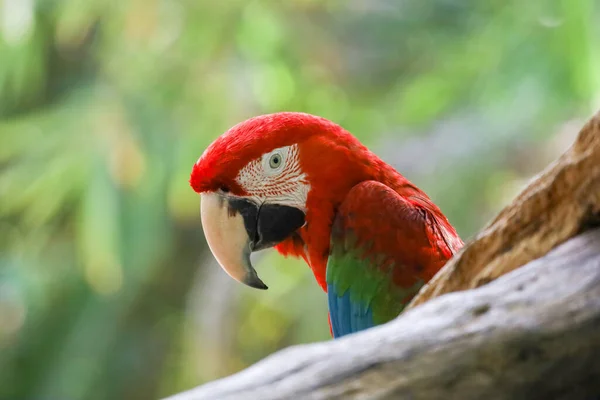 Κοντινό Κεφάλι Κόκκινο Πουλί Παπαγάλος Macaw Στον Κήπο — Φωτογραφία Αρχείου