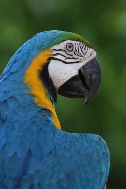 Kapatın kafanızı mavi ve sarı papağan kuşu bahçede 