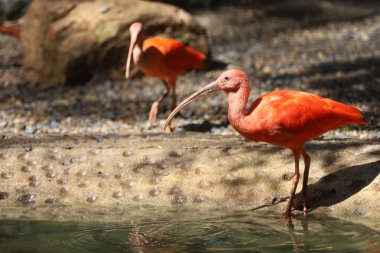 Kızıl aynalı kuşun etrafını sarın.