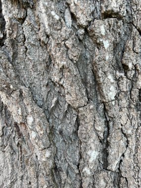 Doğa ağacı arkaplanı için Siyam ağacının deri dokusunu kapat