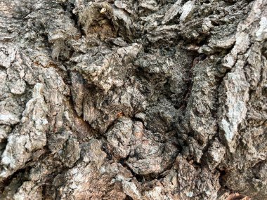 Doğa ağacı arkaplanı için Siyam ağacının deri dokusunu kapat