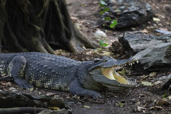 Thai Krokodil Kertben Pihen — Stock Fotó