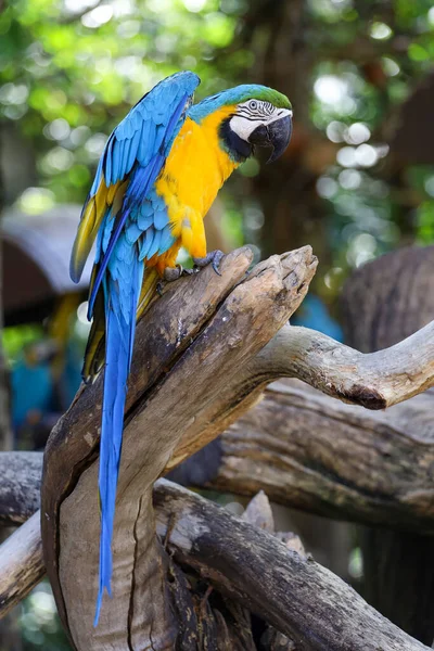 Chiuda Testa Uccello Pappagallo Ara Azzurro Giallo Giardino — Foto Stock