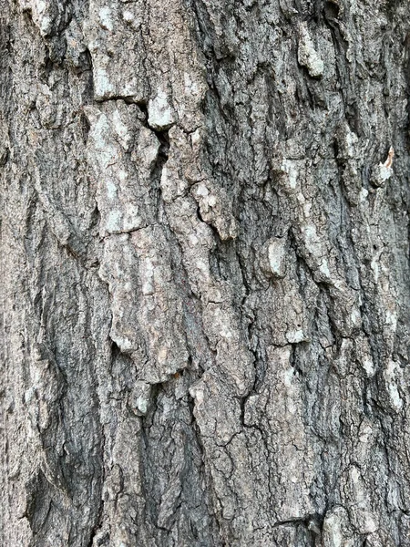 Primer Plano Siamés Textura Piel Del Árbol Del Neem Para — Foto de Stock