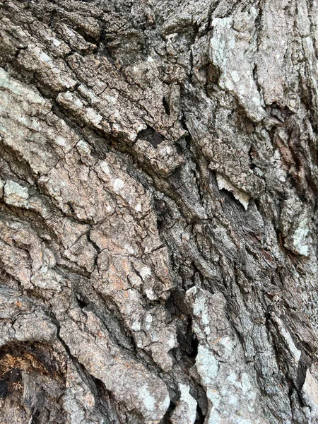 Close Siamese Neem Árvore Textura Pele Para Natureza Árvore Fundo — Fotografia de Stock