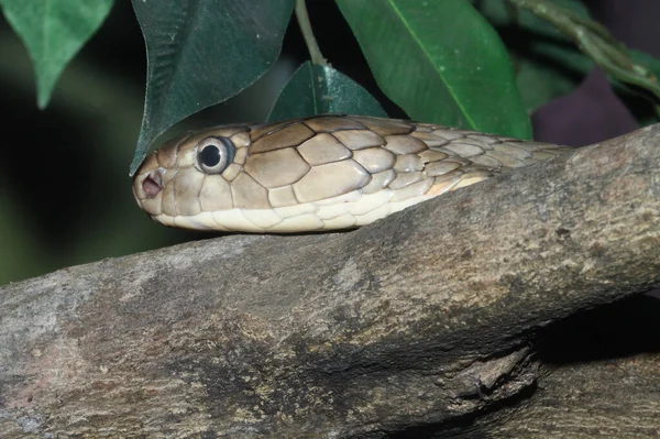 머리를 코브라는 뱀이다 — 스톡 사진