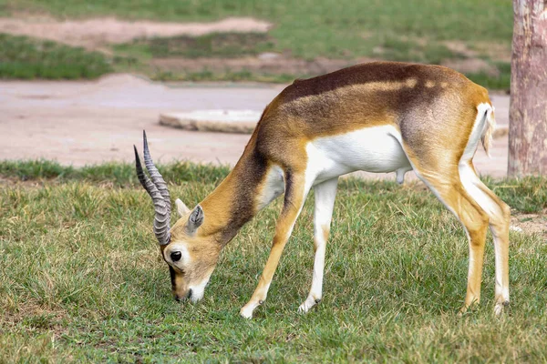 Springbok Mange Herbe Dans Jardin — Photo