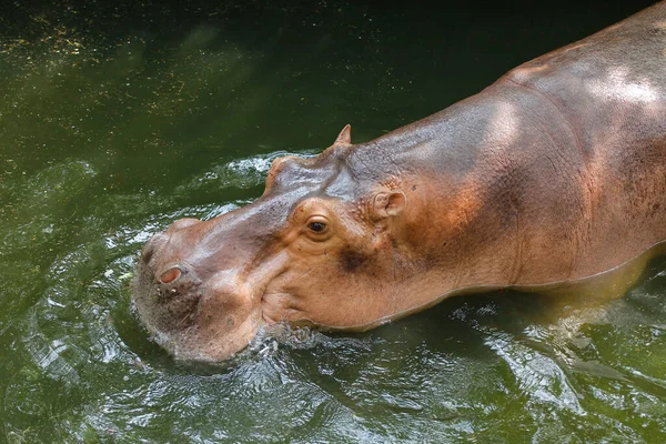 Grand Hippopotame Dans Nature Bord Rivière — Photo