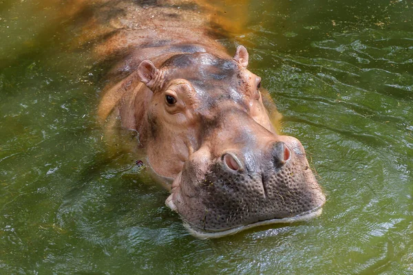 Grand Hippopotame Dans Nature Bord Rivière — Photo