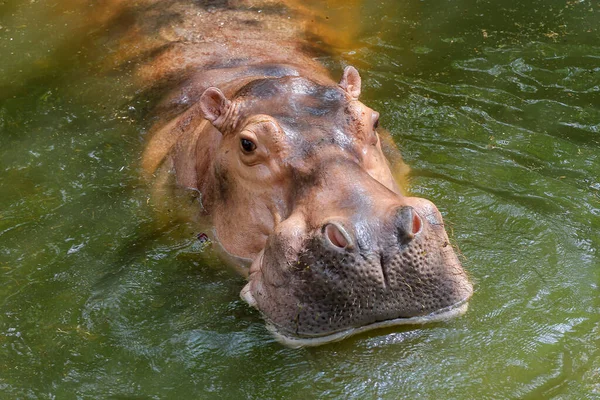 Grande Hipopótamo Natureza Rio — Fotografia de Stock