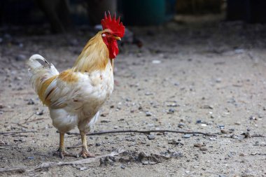 Beyaz Betong Chickken kuru bahçede 