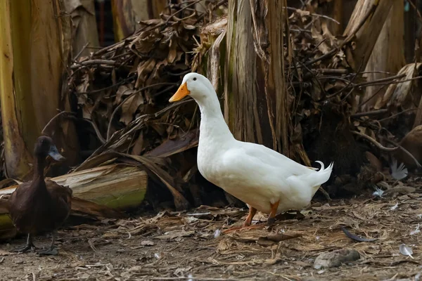 Bílá Kachna Létě Farmě Thailand — Stock fotografie