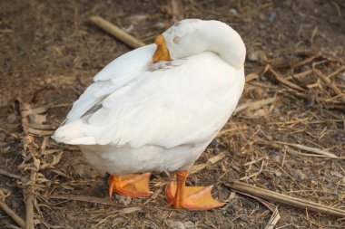 Beyaz kaz uyuyor ve yaz mevsiminde muz çiftliği bahçesinde ayağa kalkıyor.
