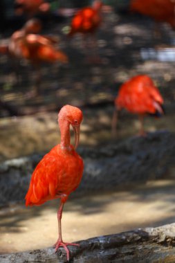 Kızıl aynalı kuşun etrafını sarın.