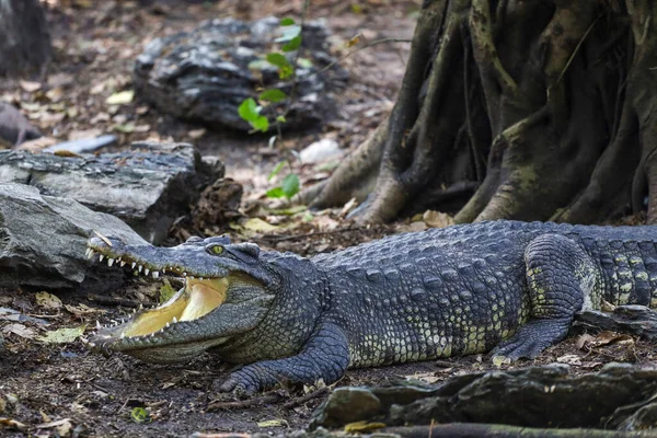 Crocodile Thaï Repose Sur Jardin — Photo