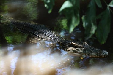 Nehirde timsah kafası görünüyor.