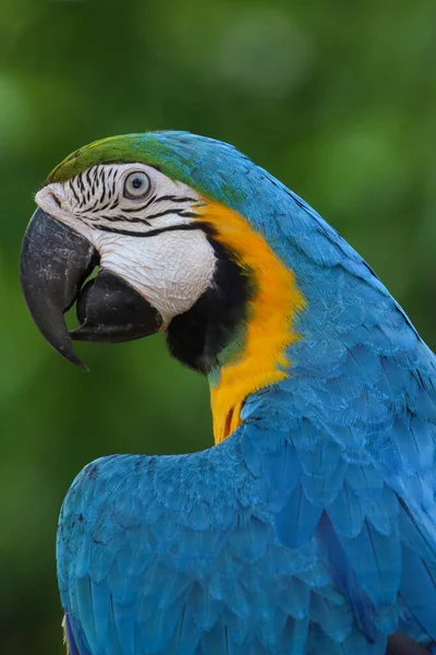 Cerrar Pájaro Loro Guacamayo Azul —  Fotos de Stock