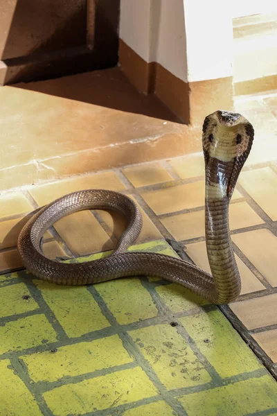 Beau Serpent Cobra Noir Sur Sol Ciment Thaïlande — Photo