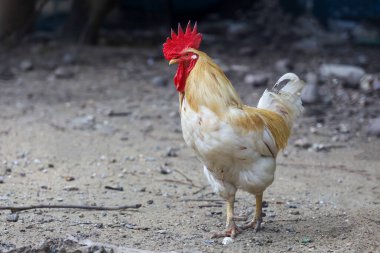 Beyaz Betong Chickken kuru bahçede 