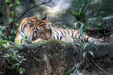 Bengal kaplanı çok güzel bir hayvandır ve ormanda tehlikelidir.