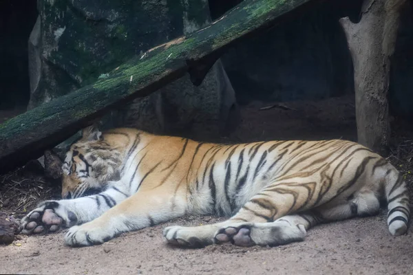 Close Bengal Tiger Sleep Beautiful Animal — Stock Photo, Image