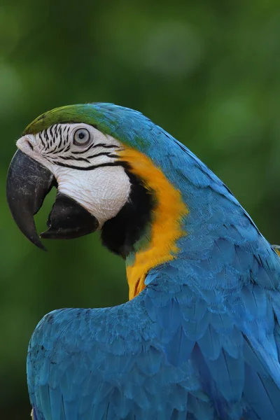 Fermer Tête Oiseau Perroquet Aras Bleu Jaune Dans Jardin — Photo