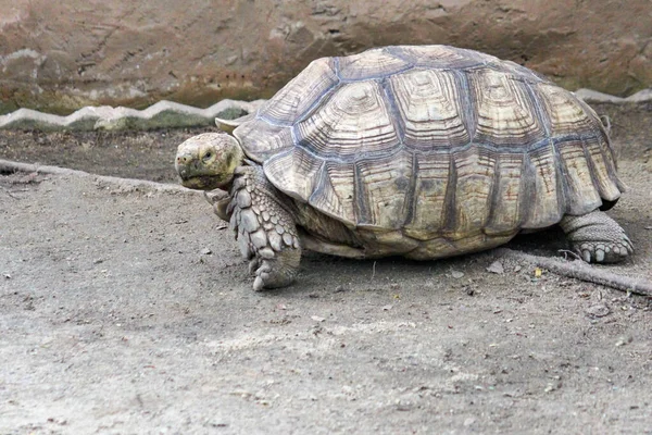 Kapatın Kafanızı Bahçedeki Büyük Sulcata Kaplumbağası — Stok fotoğraf