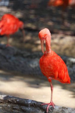Kızıl aynalı kuşun etrafını sarın.