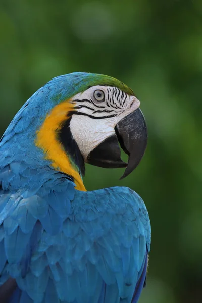 Feche Pássaro Papagaio Arara Azul — Fotografia de Stock