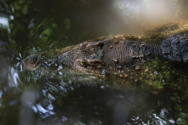 Gros Plan Tête Crocodile Est Montrer Tête Dans Rivière — Photo