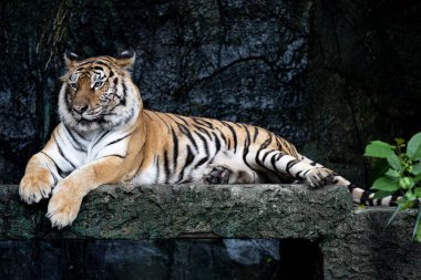Bengal kaplanı çok güzel bir hayvandır ve ormanda tehlikelidir.