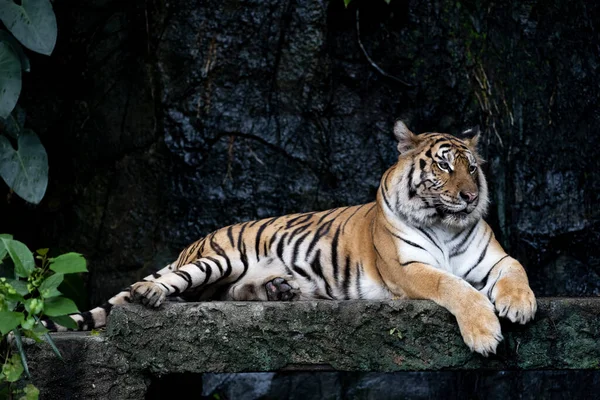 Primo Piano Tigre Del Bengala Bello Animale Pericoloso Nella Foresta — Foto Stock