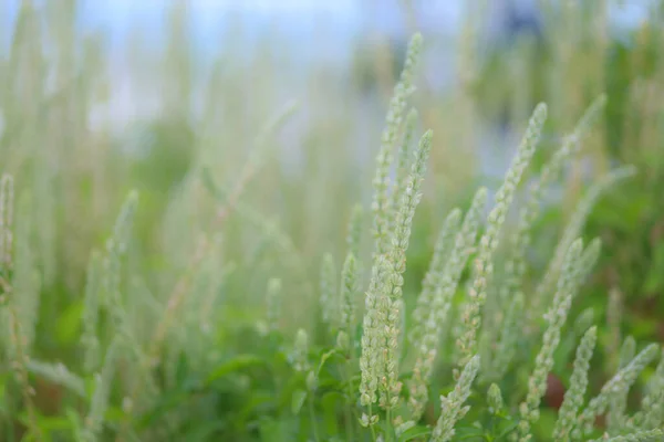Blur Long Green Grass Background Texture Nature Garden — Stock Photo, Image