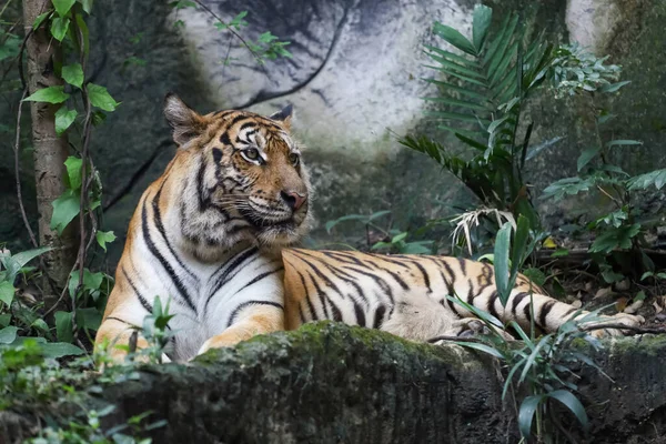 Bengal kaplanı çok güzel bir hayvandır ve ormanda tehlikelidir.