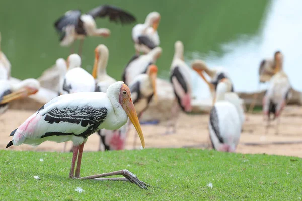 Bahçedeki Boyalı Leylek Kuşu (Mycteria leucocephala)