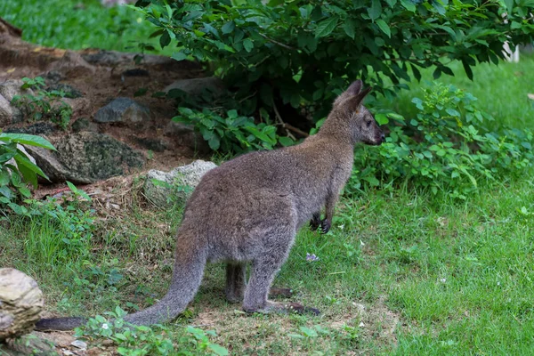 Yavru Kanguru Kalıyor Bahçede Yiyor — Stok fotoğraf