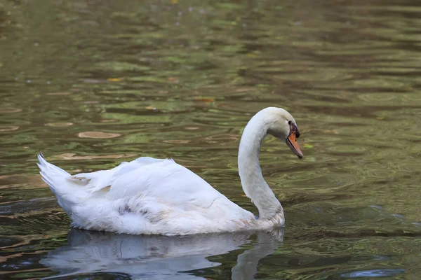 Cisne Branco Está Nadando Rio — Fotografia de Stock