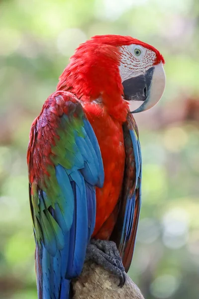 Großaufnahme Kopf Der Rote Ara Papageienvogel Garten — Stockfoto