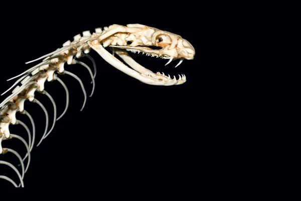 黒の背景にパターンの骨のヘビのためのスケルトンヘッドキングコブラヘビを閉じパスを持っています — ストック写真