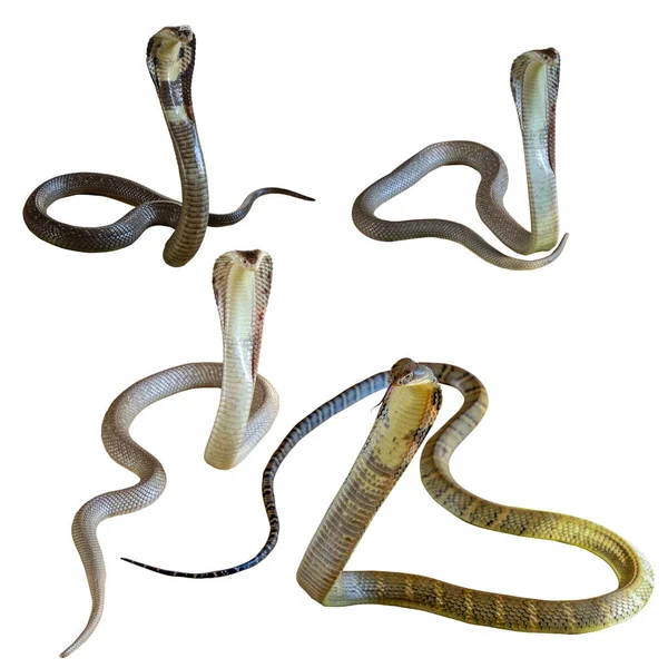 Set Vipernatter Die Kobra Und Königskobra Schlange Auf Weißem Hintergrund — Stockfoto