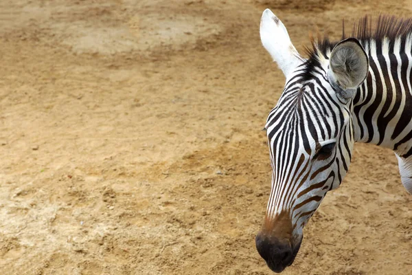 Fechar Cabeça Zebra Burchell — Fotografia de Stock