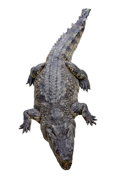 Krokodilen Vit Bakgrund Har Väg — Stockfoto