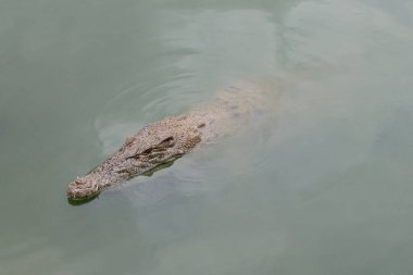 Nehirde bir timsah kafası var. 