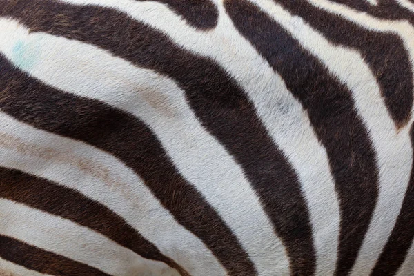 Närbild Huden Burchell Zebra Svart Och Vit För Vilda Djur — Stockfoto